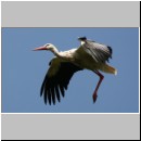 Ciconia ciconia - Weissstorch 06.jpg